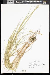 Carex cristatella image