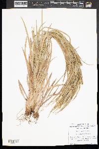 Carex glaucodea image