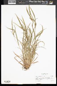 Carex glaucodea image