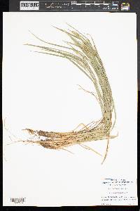 Carex hitchcockiana image