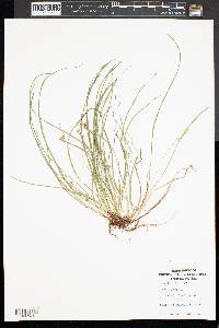 Carex jamesii image