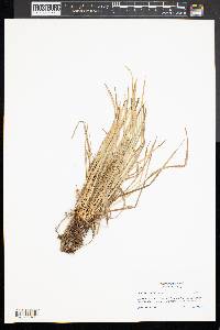 Carex jamesii image