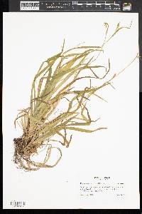 Carex leptonervia image