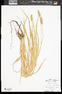 Carex laevivaginata image