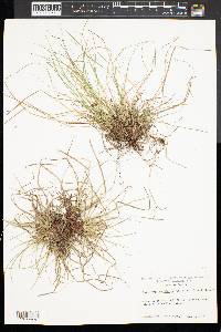 Carex nigromarginata image