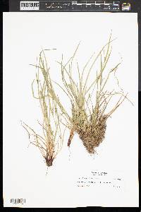 Carex oligocarpa image