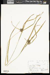 Carex oligosperma image