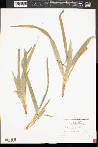 Carex plantaginea image