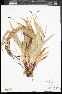 Carex plantaginea image