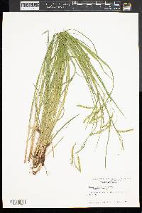 Carex prasina image