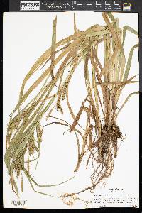 Carex scabrata image