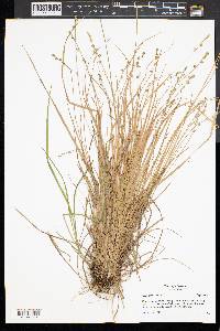 Carex seorsa image