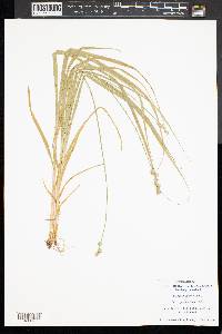 Carex sparganioides image