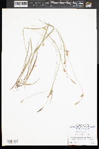 Carex styloflexa image