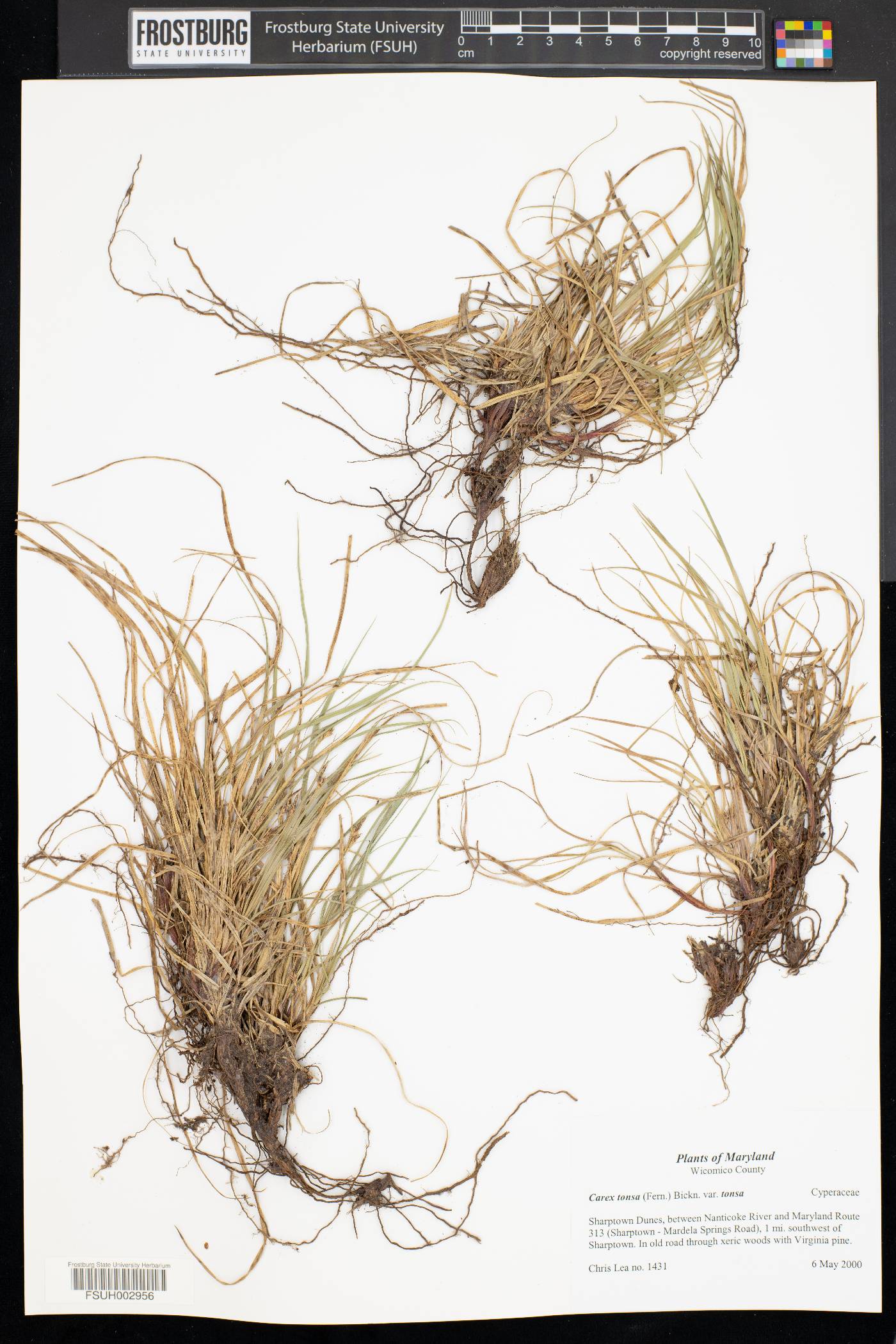 Carex tonsa image