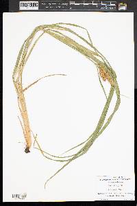 Carex typhina image