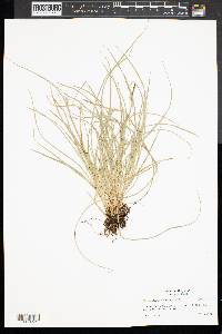 Carex willdenowii image