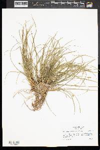 Carex willdenowii image