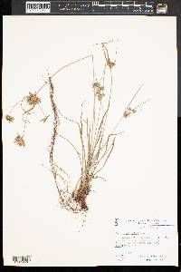 Cyperus filiculmis image