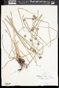 Cyperus retrofractus image