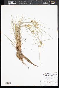 Cyperus bipartitus image