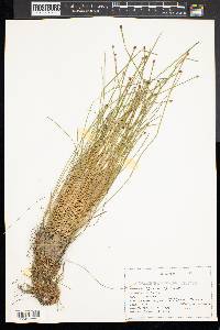 Eleocharis geniculata image