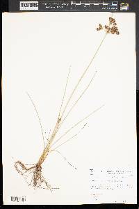 Fimbristylis dichotoma image