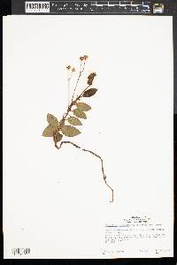 Chimaphila menziesii image