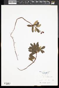 Chimaphila umbellata image