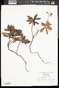 Chimaphila umbellata image