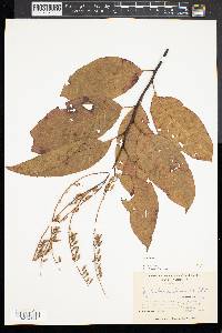 Oxydendrum arboreum image