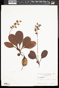 Pyrola elliptica image