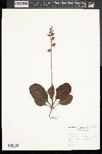 Pyrola rotundifolia image