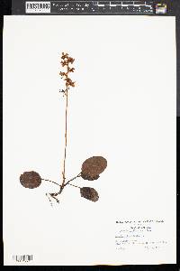 Pyrola rotundifolia image