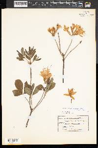 Rhododendron roseum image