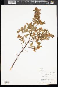 Vaccinium lamarckii image