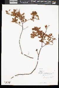 Vaccinium angustifolium image