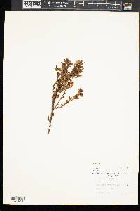 Vaccinium angustifolium image