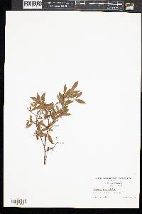 Vaccinium angustifolium image