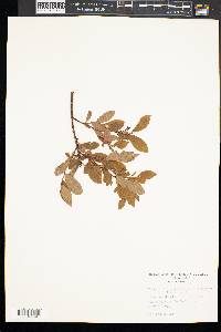 Vaccinium angustifolium var. nigrum image