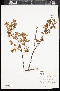 Vaccinium vacillans image