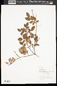 Vaccinium vacillans image