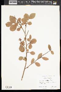 Vaccinium vacillans image