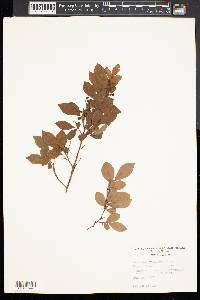 Vaccinium vacillans image