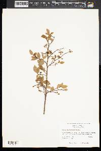 Vaccinium vacillans image