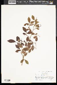 Vaccinium vacillans image