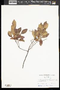 Vaccinium vacillans image