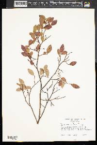 Vaccinium vacillans image