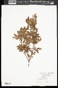 Vaccinium vacillans image