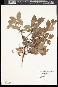 Vaccinium vacillans image